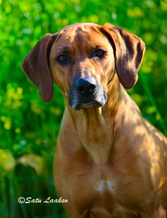 Bawabu Rhodesian Ridgebacks